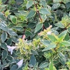 5056771001147 1 Abelia grandiflora Jelly Beans.jpg